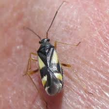 Attēlu rezultāti vaicājumam “Dryophilocoris flavoquadrimaculatus”