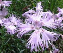 Image result for Dianthus superbus