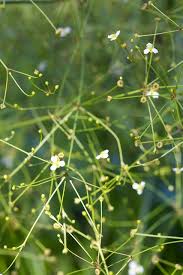 Attēlu rezultāti vaicājumam “Alismataceae”