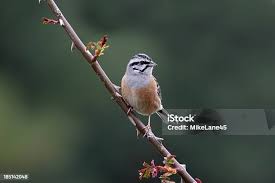 Image result for Emberiza cia