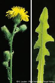 Attēlu rezultāti vaicājumam “Sonchus arvensis subsp. uliginosus flower”