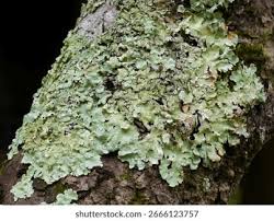 Attēlu rezultāti vaicājumam “Flavoparmelia caperata”