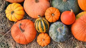 Image result for Kürbis