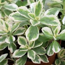 Attēlu rezultāti vaicājumam “Cychramus variegatus”