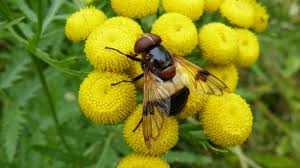 Attēlu rezultāti vaicājumam “Volucella pellucens”