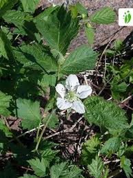 Attēlu rezultāti vaicājumam “Rubus caesius fruit”