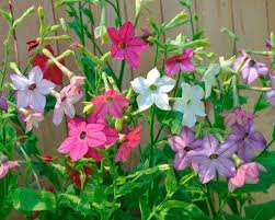 Image result for Nicotiana x sanderae