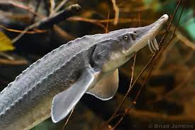 Image result for Acipenser oxyrinchus oxyrinchus