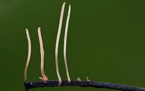 Attēlu rezultāti vaicājumam “Macrotyphula juncea”