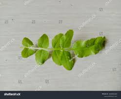 Attēlu rezultāti vaicājumam “Berula erecta leaf”