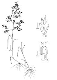 Attēlu rezultāti vaicājumam “Poa palustris”