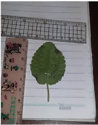 Attēlu rezultāti vaicājumam “Melissa officinalis leaf”