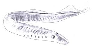 Image result for Lethenteron camtschaticum