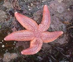 Image result for Asterias rubens