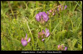 Attēlu rezultāti vaicājumam “Astragalus danicus fruit”