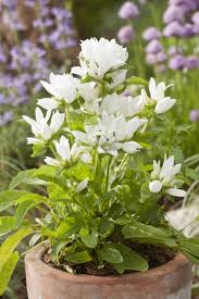 Attēlu rezultāti vaicājumam “Campanula glomerata flower”