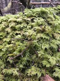 Attēlu rezultāti vaicājumam “Hylocomium splendens sporophyte”