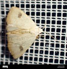 Attēlu rezultāti vaicājumam “Rivula sericealis”