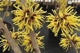 Attēlu rezultāti vaicājumam “Hamamelis mollis flower”
