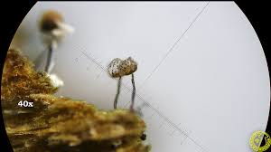 Attēlu rezultāti vaicājumam “Cribraria vulgaris macro”