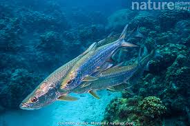 Image result for Megalops atlanticus