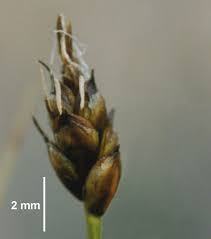 Attēlu rezultāti vaicājumam “Carex scandinavica”