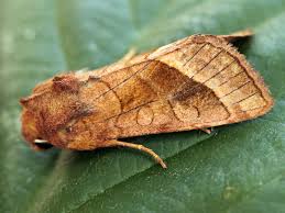 Attēlu rezultāti vaicājumam “Hydraecia micacea”