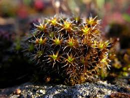 Attēlu rezultāti vaicājumam “Syntrichia”