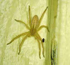 Attēlu rezultāti vaicājumam “Micrommata virescens”