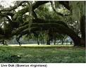 ACE Basin Species Gallery: LIVE OAK