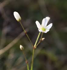 Attēlu rezultāti vaicājumam “Arenaria procera”