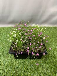 Attēlu rezultāti vaicājumam “Gypsophila muralis fruit”