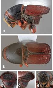 Attēlu rezultāti vaicājumam “Scolytidae”