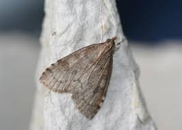 Attēlu rezultāti vaicājumam “Udea prunalis”