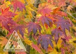 Attēlu rezultāti vaicājumam “Acer pseudosieboldianum”