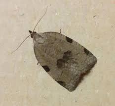 Attēlu rezultāti vaicājumam “Lozotaenia forsterana”