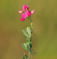 Attēlu rezultāti vaicājumam “Lathyrus tuberosus flower”