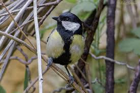 Attēlu rezultāti vaicājumam “Parus major male”