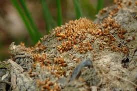 Attēlu rezultāti vaicājumam “Acaulon muticum”