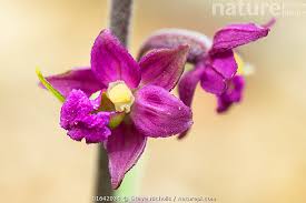 Attēlu rezultāti vaicājumam “Epipactis atrorubens flower”