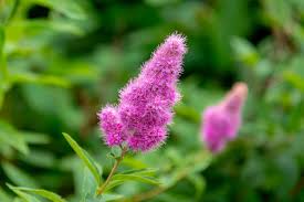 Attēlu rezultāti vaicājumam “Spiraea salicifolia flower”
