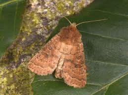 Attēlu rezultāti vaicājumam “Hoplodrina octogenaria”