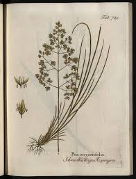 Attēlu rezultāti vaicājumam “Poa angustifolia”