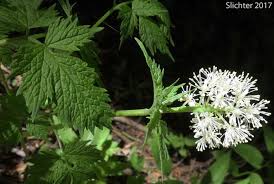 Attēlu rezultāti vaicājumam “Actaea spicata flower”