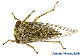 Attēlu rezultāti vaicājumam “Membracidae”