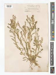 Attēlu rezultāti vaicājumam “Enteridium liceoides young”