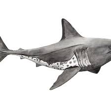 Image result for Lamna ditropis