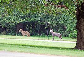 Image result for Hartlepool Coyotes