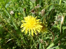 Attēlu rezultāti vaicājumam “Taraxacum”