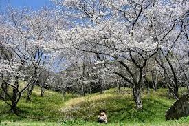 「香月さくら」の画像検索結果